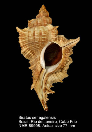 Siratus senegalensis.jpg - Siratus senegalensis (Gmelin, 1791)